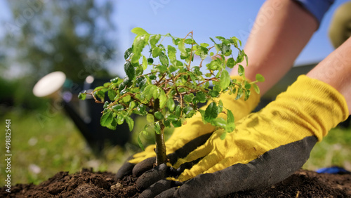 Gardener's hands are planted in black fertile earth by young plant bonsai tree in sunny weather. Gardener is engaged in planting plant in garden center pulls out hole in ground and plants green plant.
