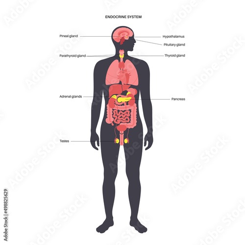 Human endocrine system