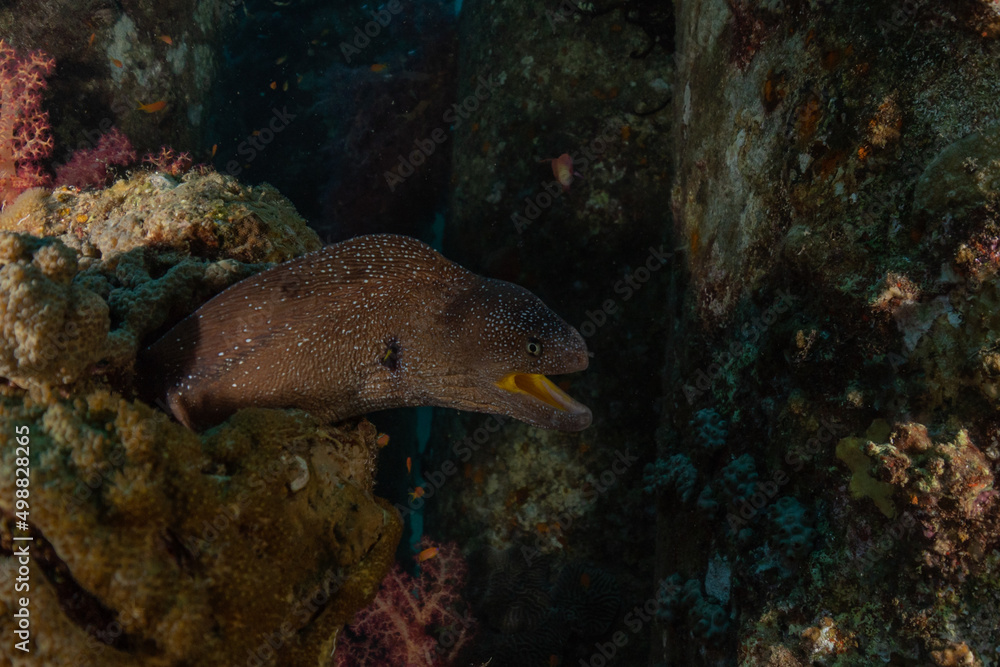 Moray eel Mooray lycodontis undulatus in the Red Sea, Eilat Israel
Moray eel Mooray lycodontis undulatus in the Red Sea, Eilat Israel
