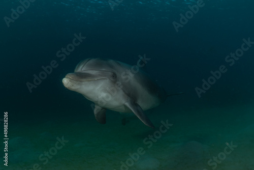 Dolphin swimming in the Red Sea  Eilat Israel 