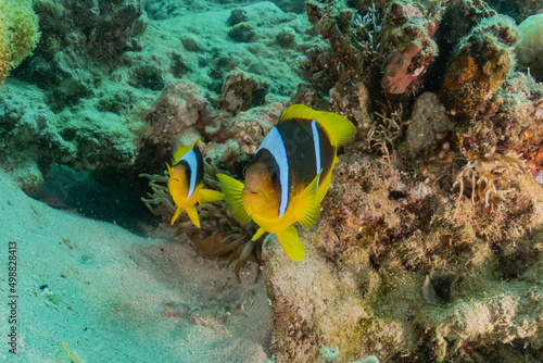 Fish swim in the Red Sea, colorful fish, Eilat Israel 