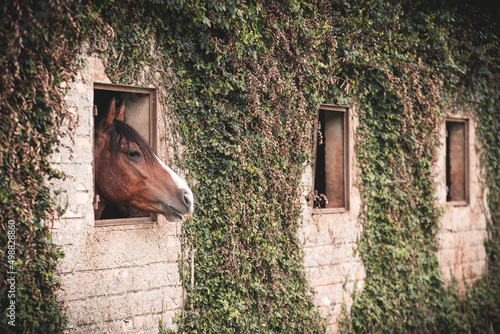 Tableau sur toile Cavalo Crioulo