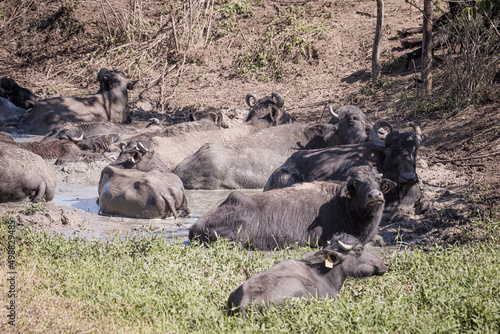 Photography Buffalos