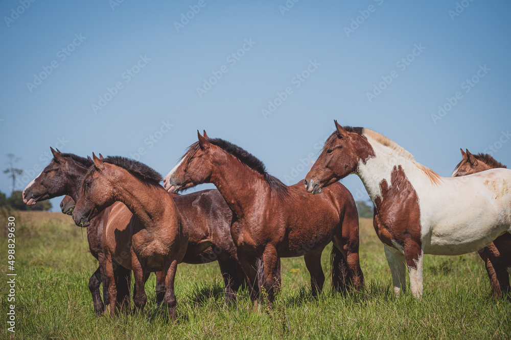 Cavalo Crioulo Cavalo Crioulo