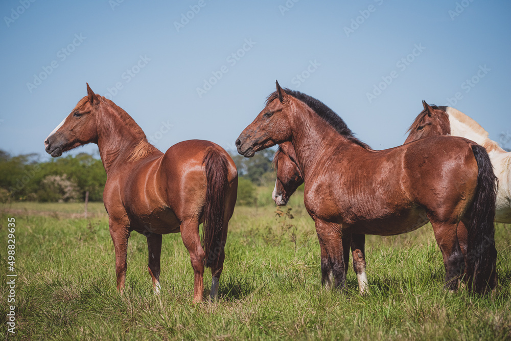 Cavalo Crioulo Cavalo Crioulo