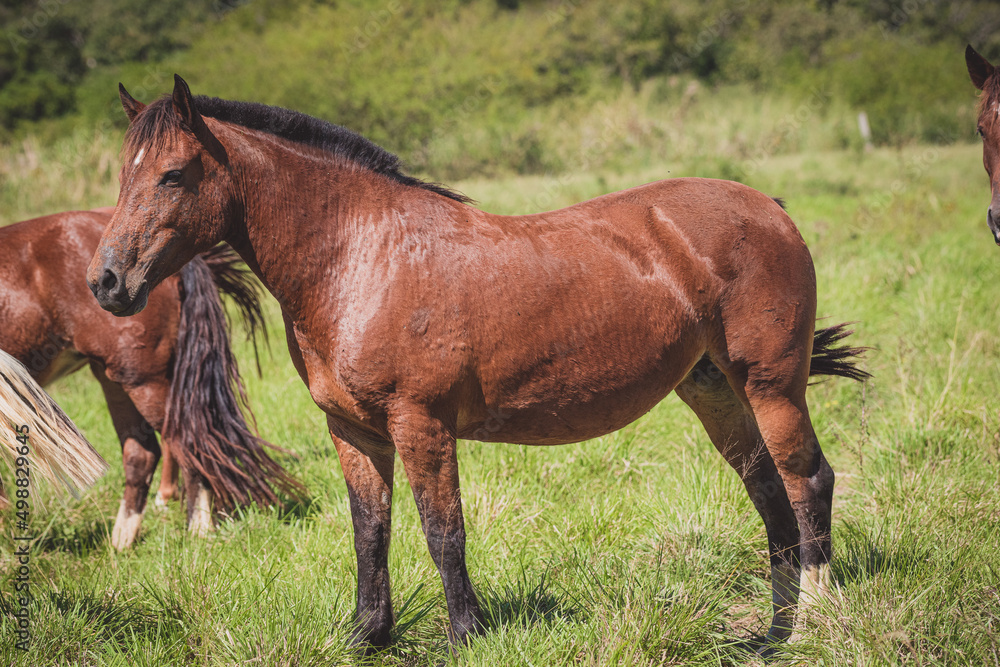 Cavalo Crioulo