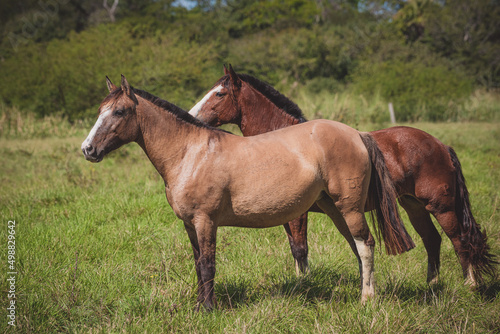 Cavalo Crioulo © Fagner Almeida