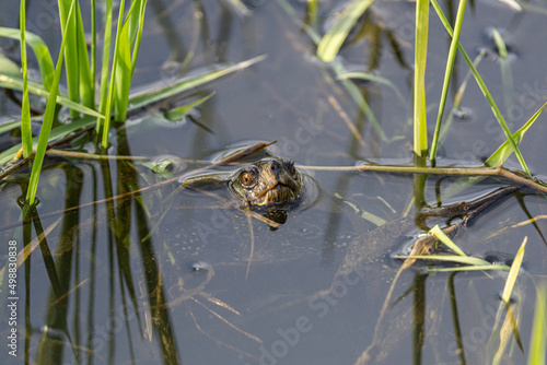 Żółw w wodzie porośniętą zieloną trawą
