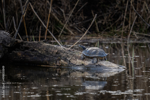 żółw wygrzewający się wiosną na kłodzie 