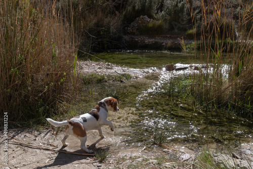 beagle dog playing with river water