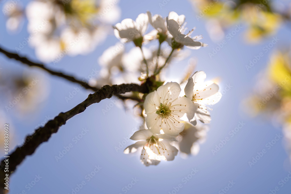 fiori di ciliegio