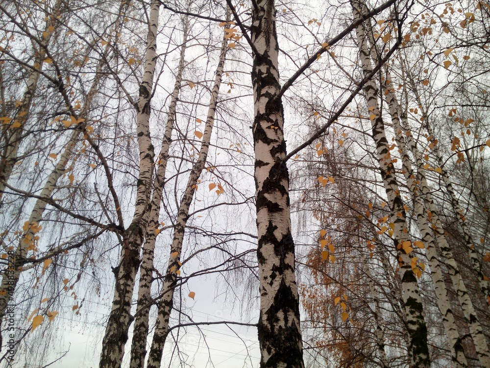 Fototapeta premium Trunks and branches of birch trees with the last golden leaves against the background of a transparent autumn sky. A beautiful grove on the outskirts of the city.