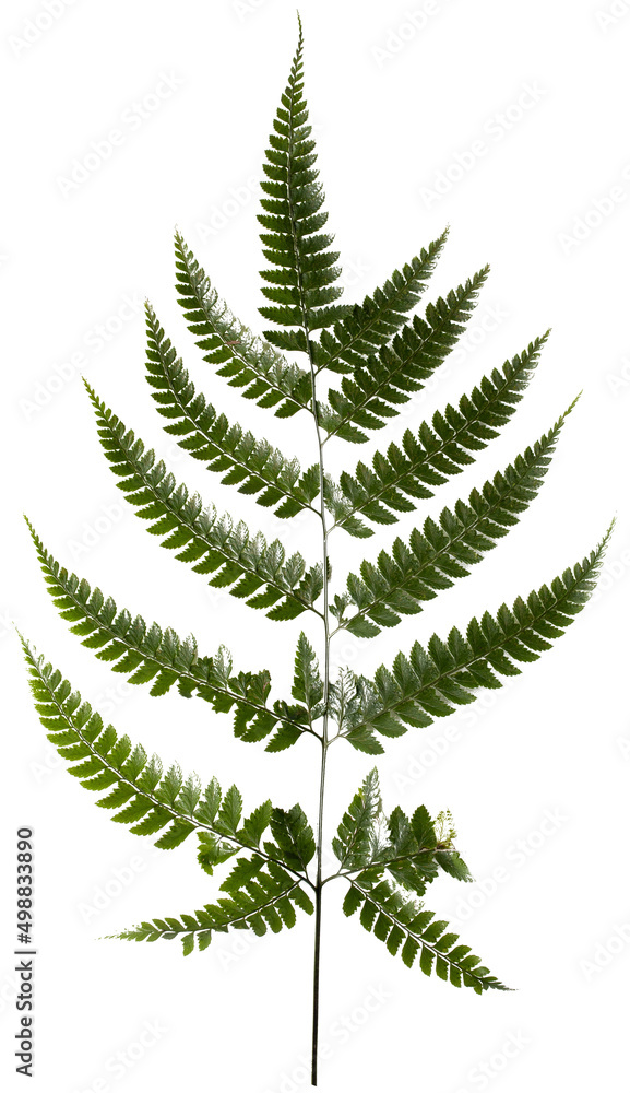 fern leaves isolated on white fern leaves isolated on white