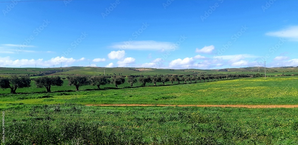 landscape with grass and blue sky