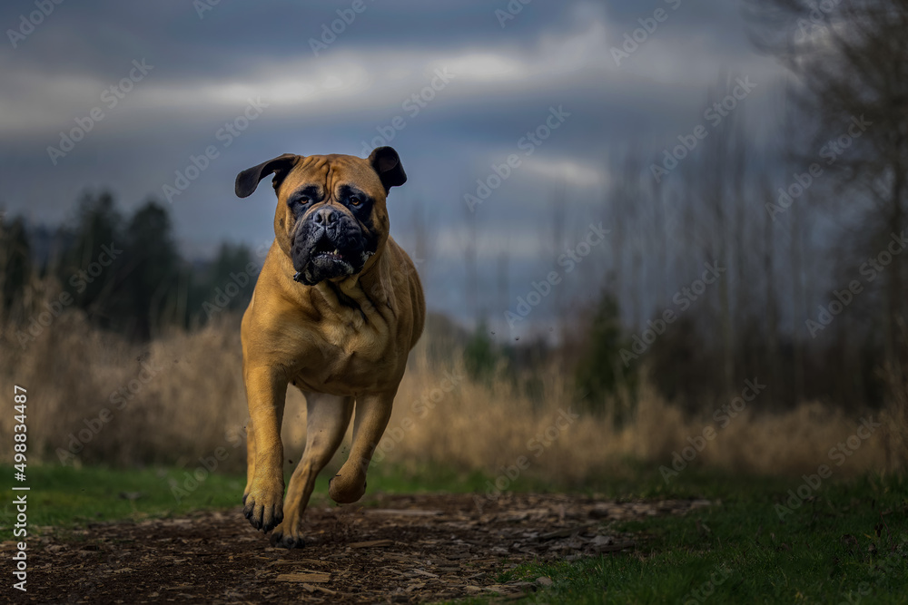 2020-04-12 A LARGE FEMALE BULLMASTIFF RUNNING DOWN A WOOD CHIP PATH WITH NICE EYES WITH A SUBDUDED AND BLURRY BACKGROUND