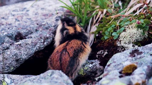 Norwegian lemming (Lemmus lemmus) appetitive behavior: feeds on green leaves of sedge in mountain rocky tundra. Endemic of Scandinavia and sample of famous suicidal unrestrained mass migrations photo