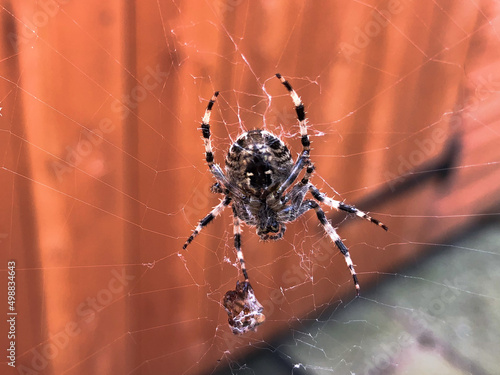 Fotografia spider on web