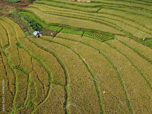 aerial panorama of agrarian rice fields landscape in the village of KENDAL REGENCY Central Java PROVINCE , like a terraced rice fields ubud Bali Indonesia