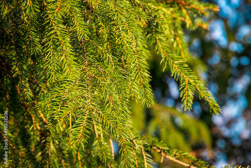 close up of a fir branches