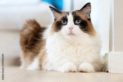 A ragdoll cat sitting on the floor quitely photo