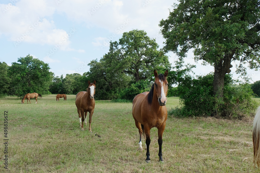 Quarter horses as herd on Texas ranch during summer