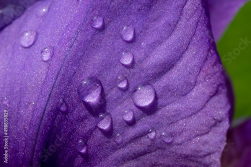 Nature background with water droplets on purple flower petal