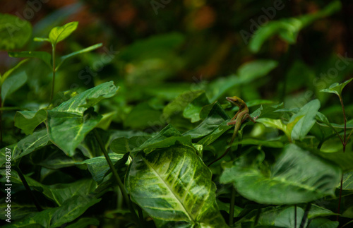 Wallpaper Mural Lizard on green foliage  Torontodigital.ca
