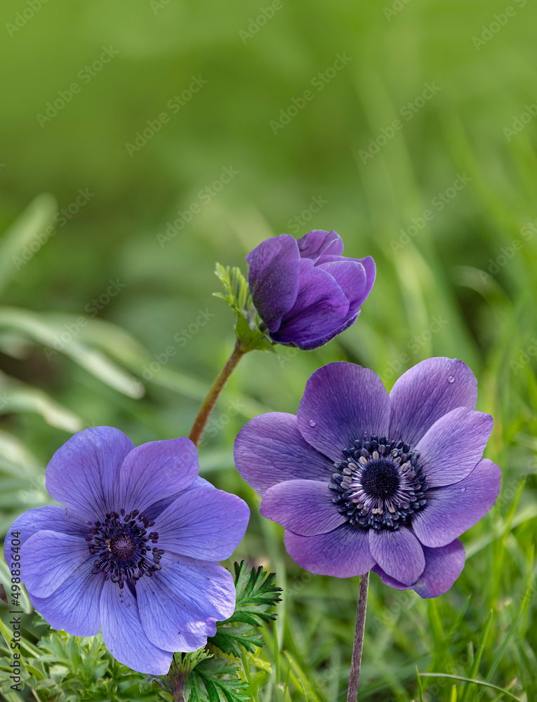Beautiful purple anemone flowers in the springtime garden Beautiful purple anemone flowers in the springtime garden