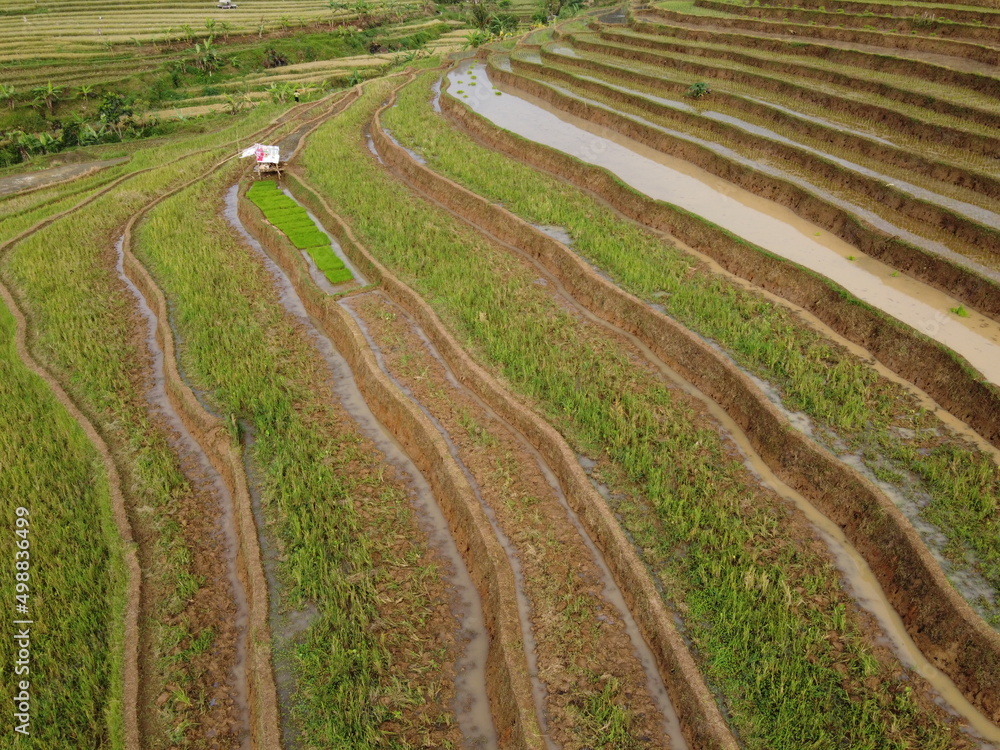 aerial panorama of agrarian rice fields landscape in the village of KENDAL REGENCY Central Java PROVINCE , like a terraced rice fields ubud Bali Indonesia