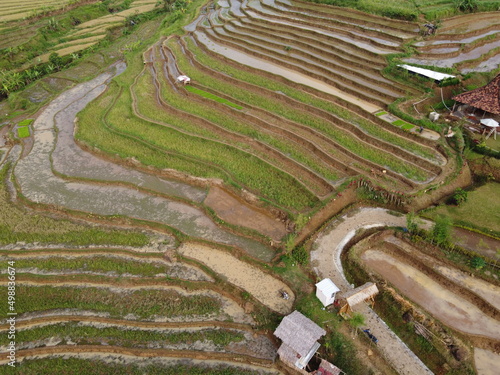aerial panorama of agrarian rice fields landscape in the village of KENDAL REGENCY Central Java PROVINCE , like a terraced rice fields ubud Bali Indonesia