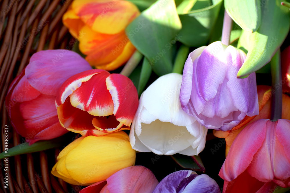 Bouquet of Tulips in Basket