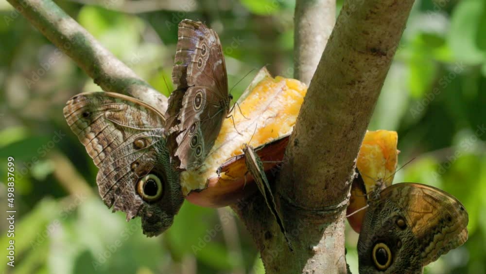 a slow motion close up of a blue morpho butterfly opening wings while