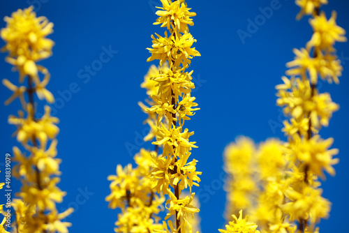 Several yellow flowering branch of forsythia close up on a background of blue sky.