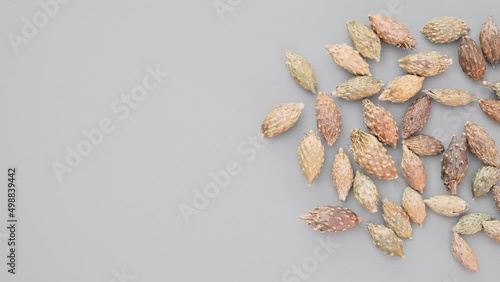 top pan herb CangErZi or Xanthii Fructus or Siberian Cocklebur Fruit photo