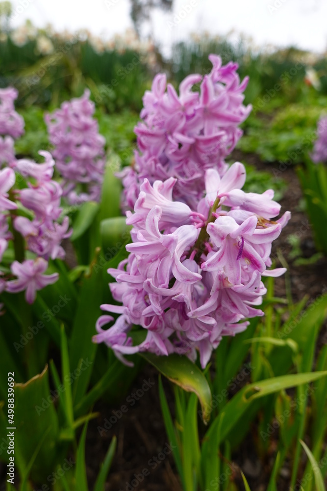 Hyacinthus is native to the area of the eastern Mediterranean from the south of Turkey to Palestine, although naturalized more widely.