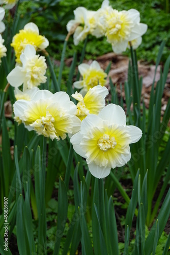 Narcissus pseudonarcissus, commonly known as wild daffodil or Lent lily.