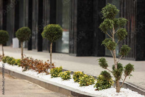 Luxurious landscaping near a modern house. Thuja and bushes were planted near the sidewalk.