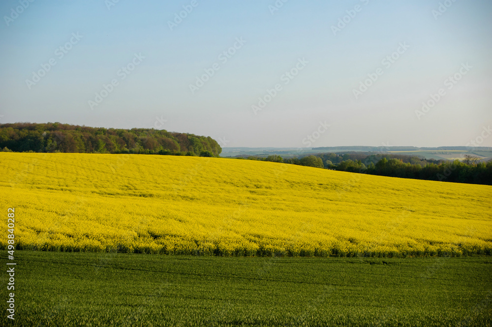 A Blooming Rapeseed Field