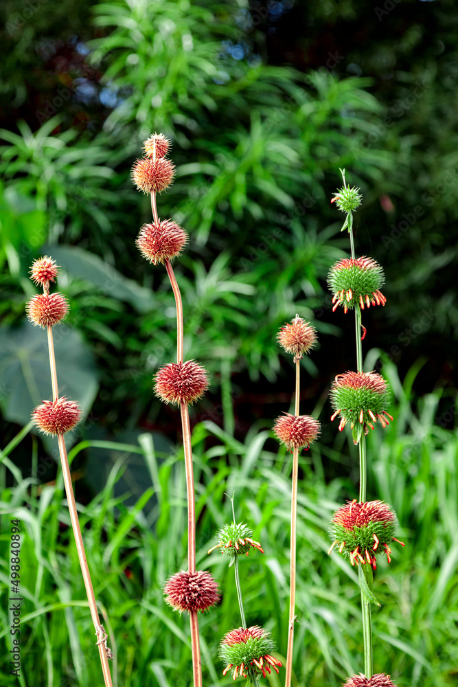 Seedheads Seedheads