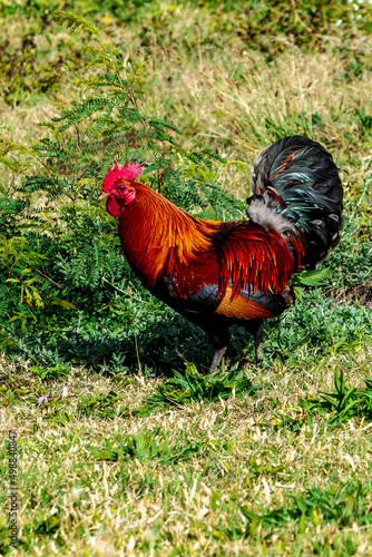 Kaua'i Rooster