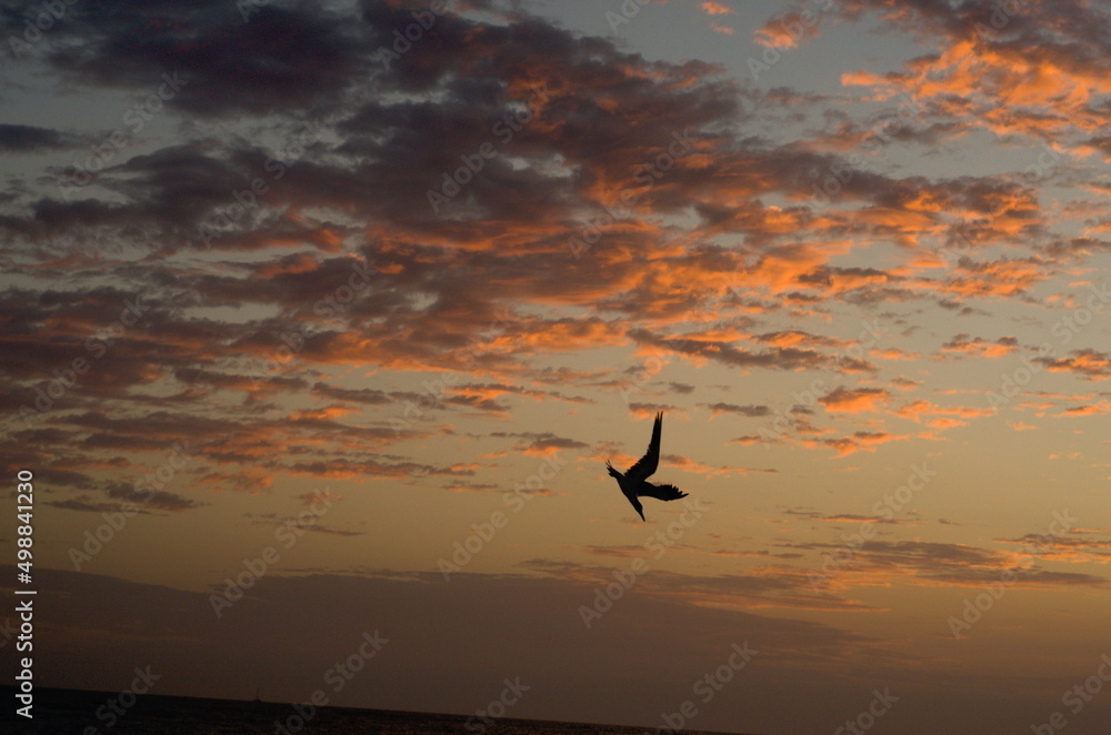 Obraz premium bird in sky