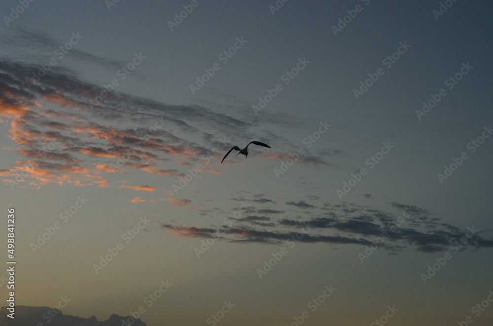 Obraz premium bird in sky