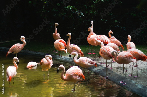 flamingos © Anthony
