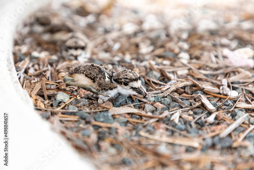 Baby killdeer Charadrius vociferus lie near their nest © SailingAway
