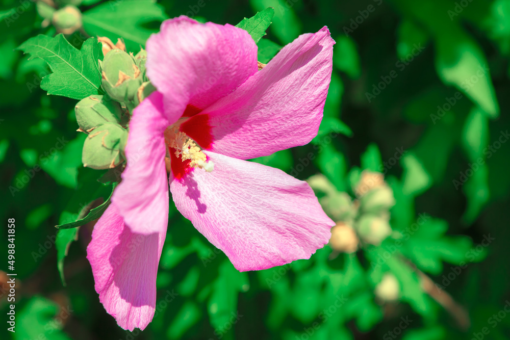 Flower with large pink petals at green background Flower with large pink petals at green background