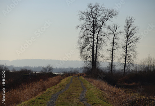 Cloudy evening with leafless trees and tranquil dykes