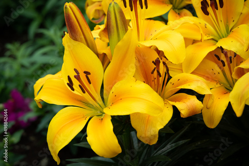 yellow lily flower