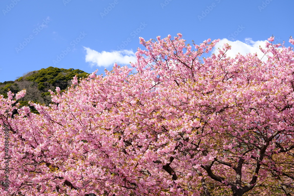 伊豆　河津町の満開の河津桜