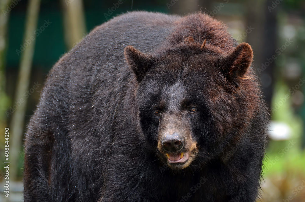 Black bear walking on the ground, American bear Black bear walking on the ground, American bear