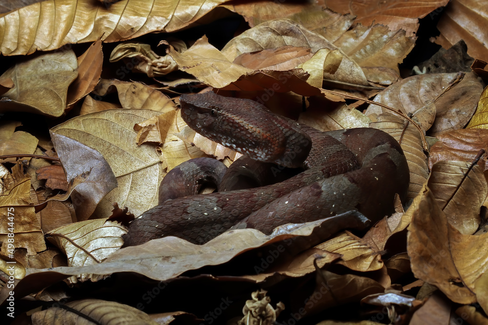 Trimeresurus puniceus snake on dry leaves Trimeresurus puniceus snake on dry leaves